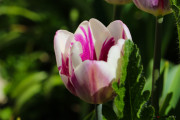 Tulipes-23