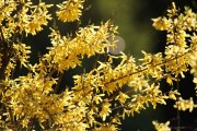 forsythia_1