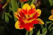 les_fleurs_printanieres_de_notre_jardin-1