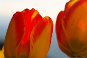les_fleurs_printanieres_de_notre_jardin-10