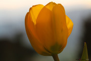 les_fleurs_printanieres_de_notre_jardin-11