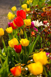 les_fleurs_printanieres_de_notre_jardin-12