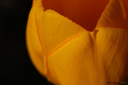 les_fleurs_printanieres_de_notre_jardin-13