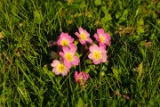 les_fleurs_printanieres_de_notre_jardin-14