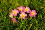 les_fleurs_printanieres_de_notre_jardin-15