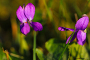 les_fleurs_printanieres_de_notre_jardin-17