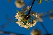 les_fleurs_printanieres_de_notre_jardin-18