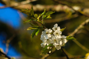 les_fleurs_printanieres_de_notre_jardin-19