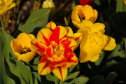 les_fleurs_printanieres_de_notre_jardin-2