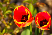 les_fleurs_printanieres_de_notre_jardin-3