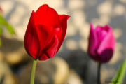 les_fleurs_printanieres_de_notre_jardin-4