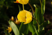 les_fleurs_printanieres_de_notre_jardin-5