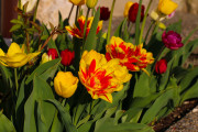 les_fleurs_printanieres_de_notre_jardin-6