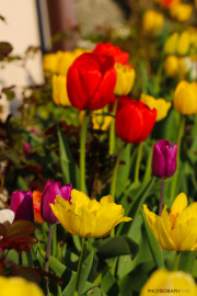 les_fleurs_printanieres_de_notre_jardin-7