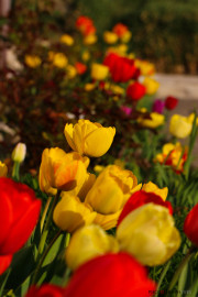 les_fleurs_printanieres_de_notre_jardin-8