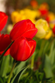 les_fleurs_printanieres_de_notre_jardin-9