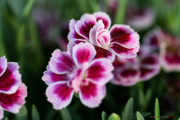 petit_oeillets_150506