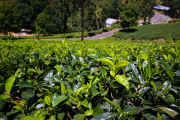 Sri Lanka_S_-1007