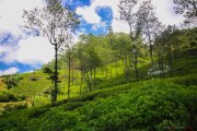 Sri Lanka_S_-1038