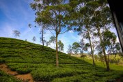 Sri Lanka_S_-1060