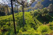 Sri Lanka_S_-1079