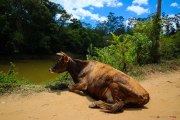 Sri Lanka_S_-1118