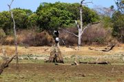 Sri Lanka_S_-1233