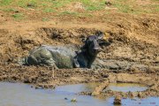 Sri Lanka_S_-1237