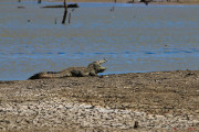 Sri Lanka_S_-1245