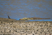 Sri Lanka_S_-1249