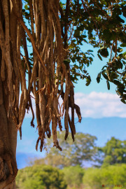 Sri Lanka_S_-1265