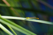 Sri Lanka_S_-1322