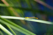 Sri Lanka_S_-1324