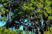 Sri Lanka_S_-1349