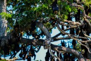 Sri Lanka_S_-1351