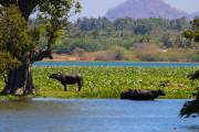 Sri Lanka_S_-1359