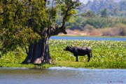 Sri Lanka_S_-1361