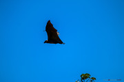 Sri Lanka_S_-1364