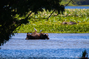 Sri Lanka_S_-1369