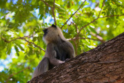 Sri Lanka_S_-1372