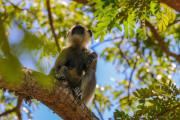 Sri Lanka_S_-1373