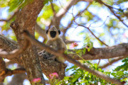 Sri Lanka_S_-1374