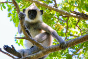 Sri Lanka_S_-1375
