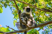 Sri Lanka_S_-1376