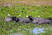 Sri Lanka_S_-1390