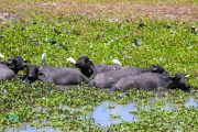 Sri Lanka_S_-1391