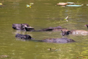Sri Lanka_S_-1392
