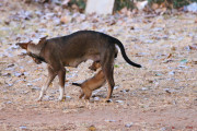 Sri Lanka_S_-152