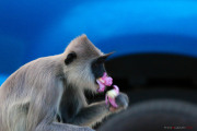 Sri Lanka_S_-154