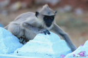 Sri Lanka_S_-155